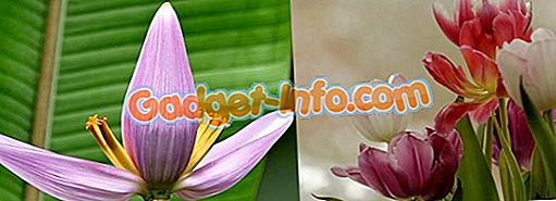 Sự khác biệt giữa Monocotyledons (monocots) và Dicotyledons (dicots)