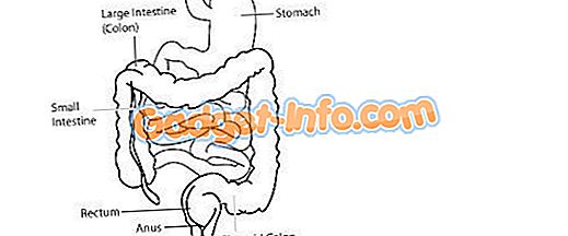 Differenza tra intestino tenue e intestino crasso