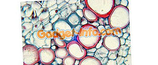 Diferencia entre mitocondrias y cloroplasto