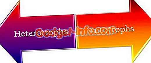 Skirtumas tarp heterotrofų ir autotrofų
