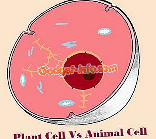 أي مجموعة من مجموعات التراكيب الخلوية التالية توجد في كلا الخليتين الحيوانية والنباتية
