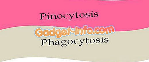 Forskjell mellom pinocytose og fagocytose