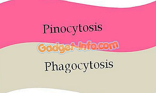 Sự khác biệt giữa Pinocytosis và Phagocytosis