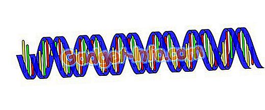 Forskel mellem Deoxyribonucleic acid (DNA) og Ribonucleic acid (RNA)