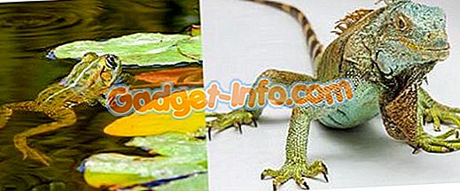 différences biologiques: Différence entre les amphibiens et les reptiles